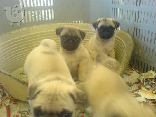 PoulaTo: PUG